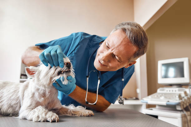 Best Same-Day Emergency Dental Services in Sterling, VA